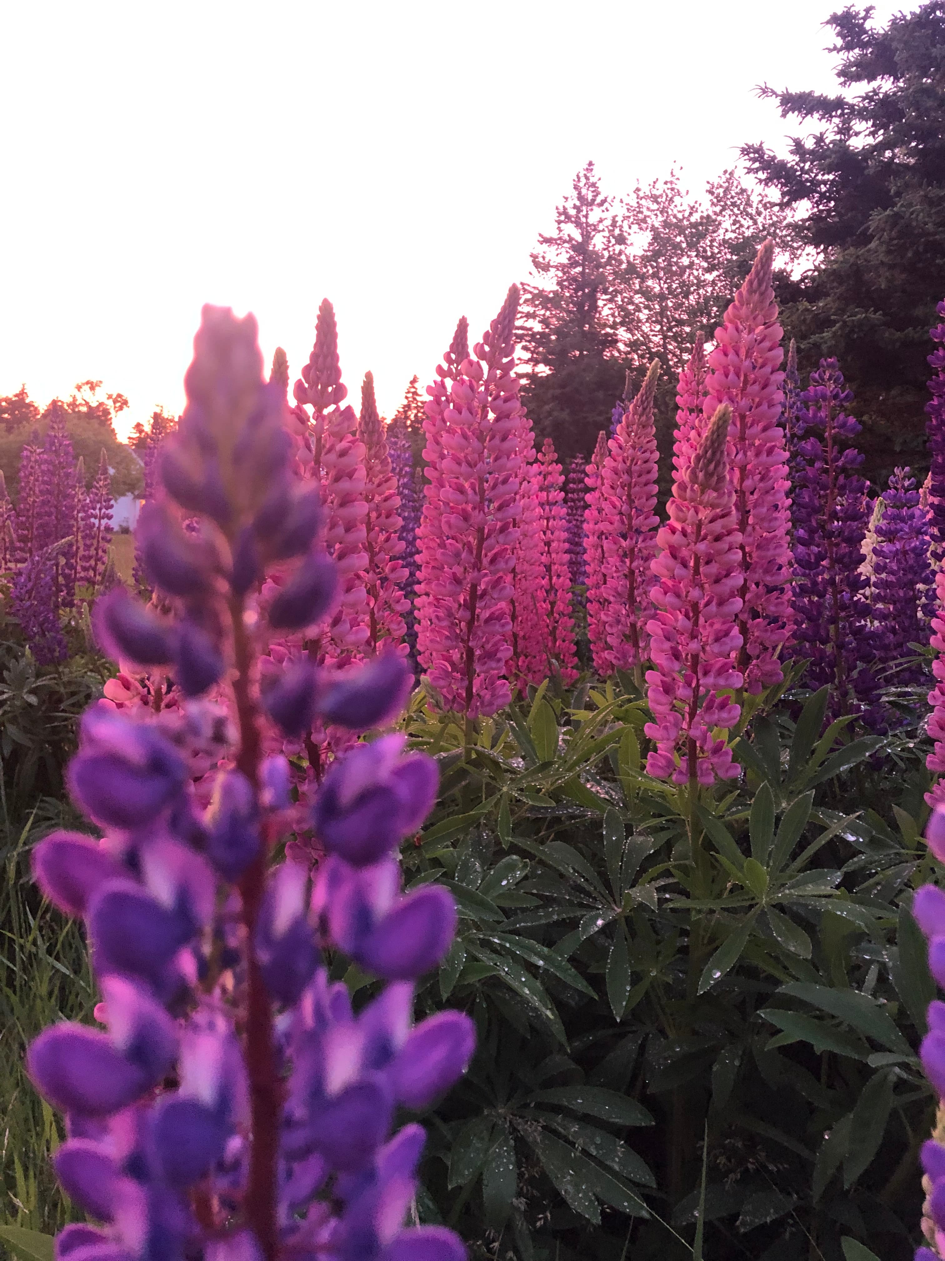Lupin fields
